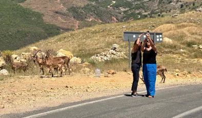 Tunceli’de Yaban Hayvanları İle İlgili Uyarı