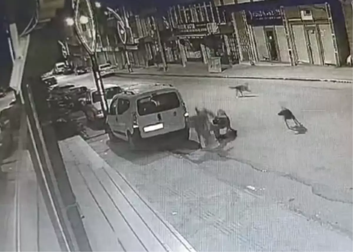 Ordu’da Sokak Köpeklerinin Saldırısı