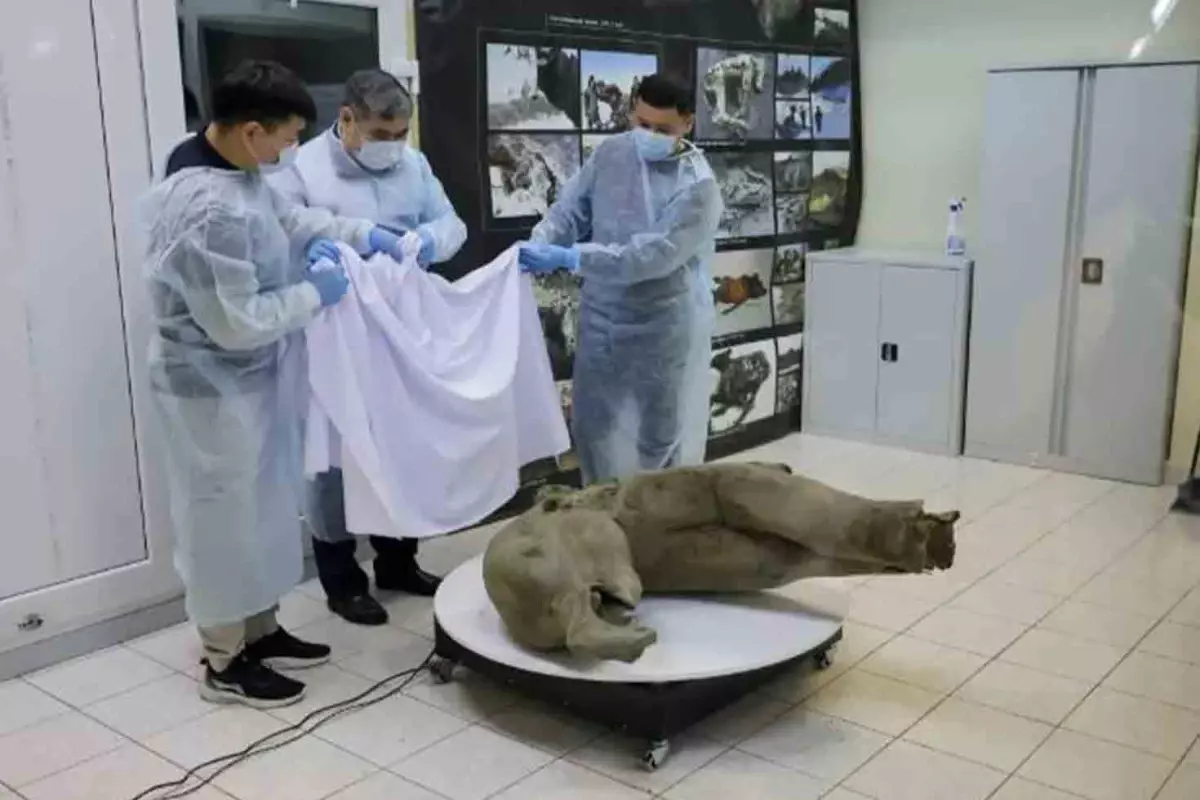 Sibirya’da 50 bin yıllık bebek mamut bulundu